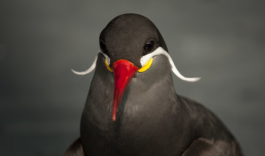 Inca Tern Facts Distribution Population BioDB inca-tern-facts-distribution-population-biodb
